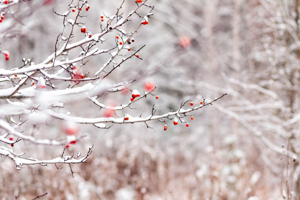red-berries-winter-snow