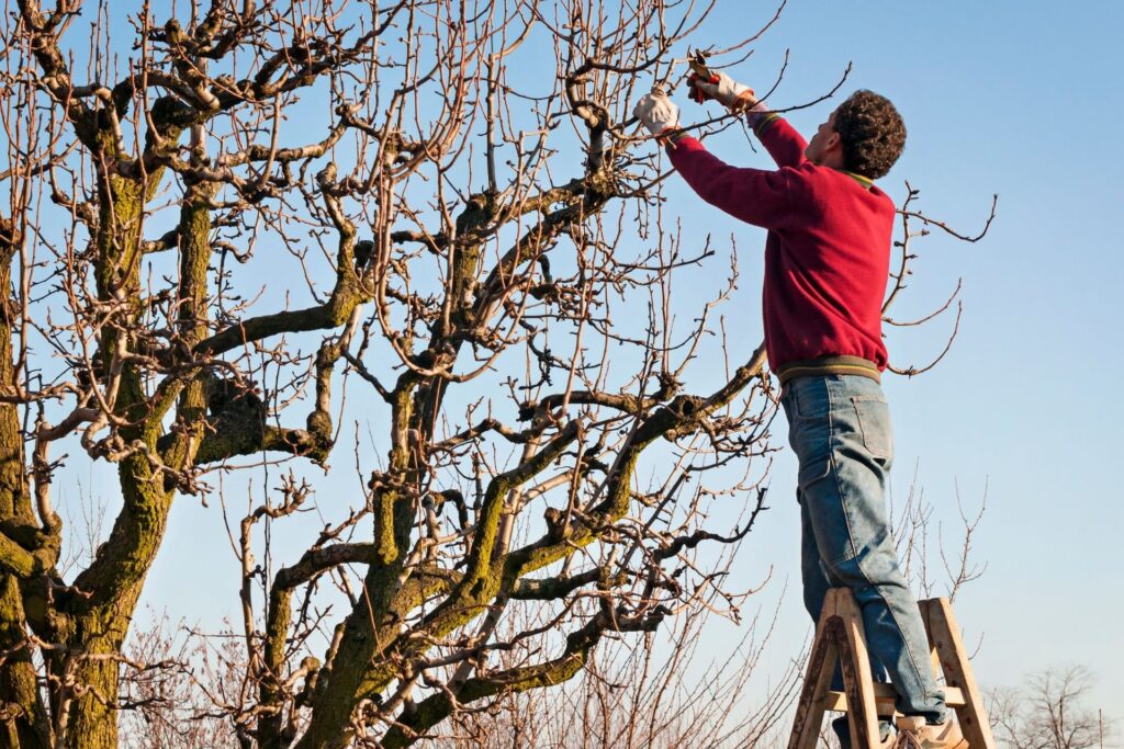 tree-pruning