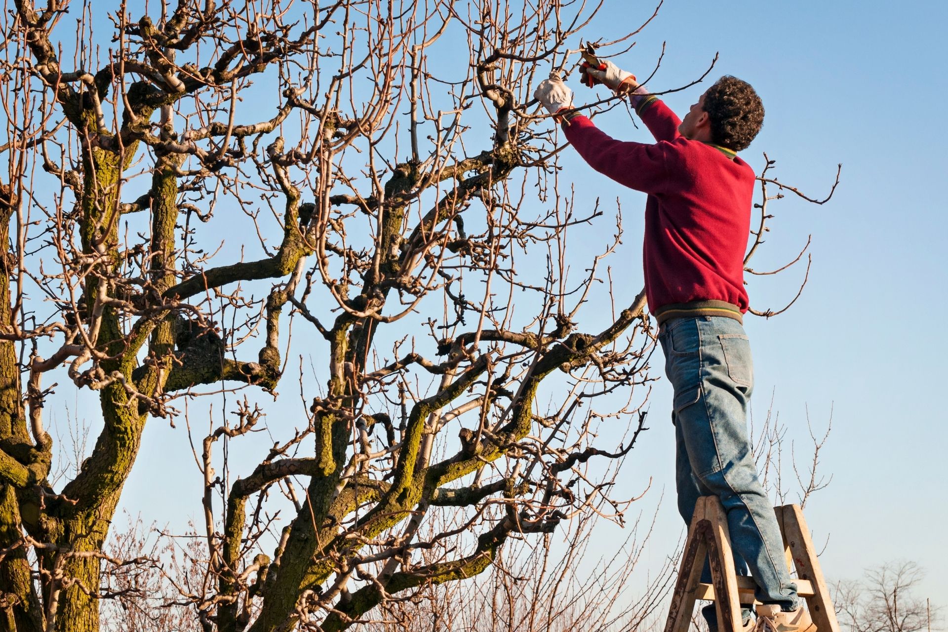 tree-pruning
